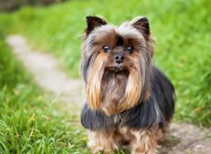 Caractéristiques communes des Yorkies qui les rendent si populaires 