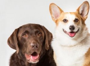 Aperçu des soins et de la race des chiots Corgidor 