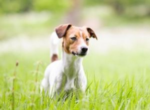 Chien de ferme danois-suédois :une race énergique et affectueuse 