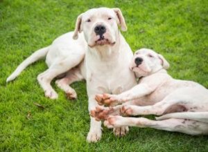 Faits, tempérament et soins de la race Dogo Argentino 