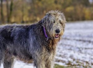 Profil détaillé de la race Irish Wolfhound et de ses nombreux traits 