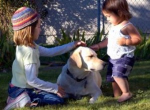 Trouver le bon chien pour votre maison 