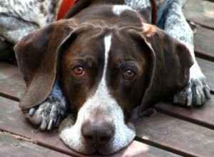 Braque allemand à poil court :profil de ce chien sportif 