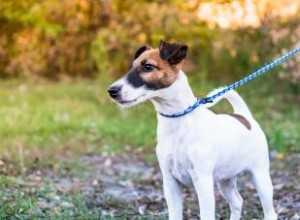 Apprendre à connaître le Smooth Fox Terrier :une mondaine animée 