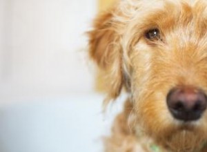 Profil de race Goldendoodle 