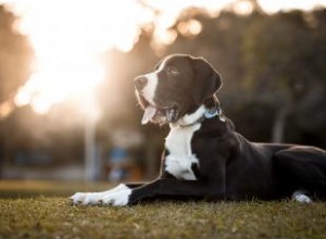 Grands faits sur la race de chiens Great Dane (des origines à l apparence) 