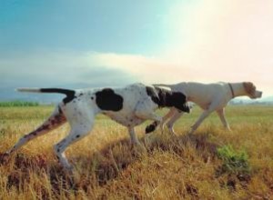 Guide des races et des caractéristiques des chiens de sport 