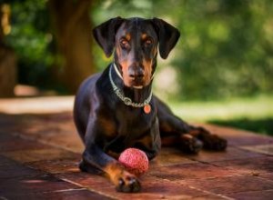 Guide de la race de chien Doberman Pinscher 