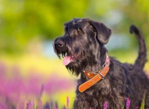 Guide du Schnauzer Géant :découvrez la puissance derrière le chiot 