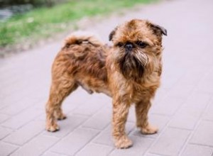 Guide de la race de chien Griffon bruxellois vif et intelligent 