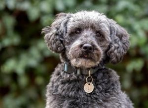 Guide de la race de chien Schnoodle 