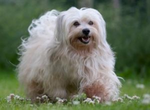 Tempérament, caractéristiques et soins du chien bichon havanais 