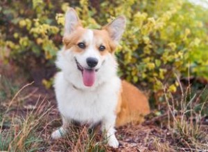 En quoi Cardigan Welsh et Pembroke Corgis sont-ils différents? 