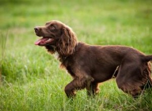 Inside Scoope sur le Loyal Boykin Spaniel 