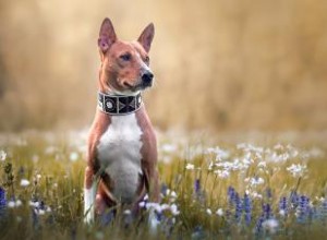 Introduction à la race de chien Basenji :ses traits et ses origines explorés 