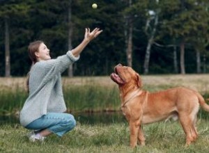 Introduction au Mastiff et à tout ce qu il a à offrir 