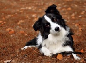 Le Border Collie est-il le compagnon canin qu il vous faut ? 