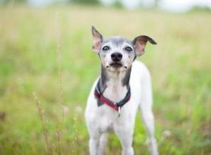 Terrier japonais :une race brillante avec une personnalité audacieuse 