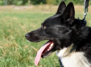 Aperçu et photos de la race de chien d ours de Carélie 