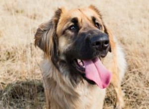 Profil de chien Léonberg :Plus de peluches qu il n y paraît 