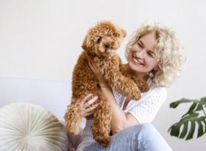 Maltipoo Designer Cross 101 :Qui sont ces adorables chiots ? 