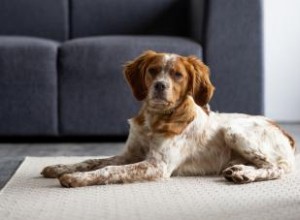 Rencontrez l épagneul breton :un favori des chiens sportifs 