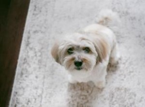 Rencontrez le Coton de Tulear:Un ajout canin joyeux 