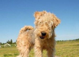 Rencontrez le Lakeland Terrier sortant 