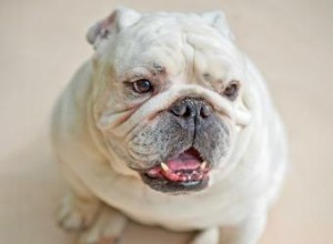 Bulldogs anglais miniatures :qu est-ce qui les rend uniques ? 