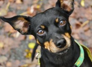 Profil de race Pinscher nain (un petit chiot avec beaucoup de charisme) 