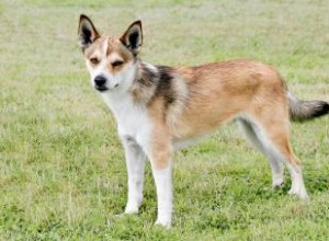 Vue d ensemble du Lundehund norvégien :une race dévouée et pleine d entrain 