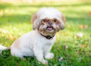 Aperçu du Shih Tzu et de ce qui rend cette race de jouet unique 