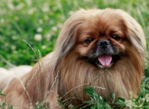 Profil du chien pékinois (tout ce que vous devez savoir) 