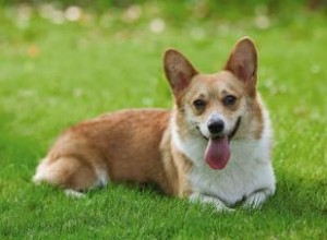 Pembroke Welsh Corgi Guide de ce chiot tout sauf basique 