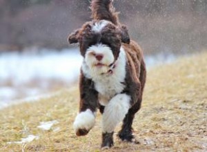 Chien d eau portugais 101 (Tout savoir) 