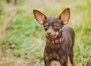 Russian Toy Terrier:Une petite race de chien pleine de charme 