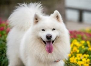 Chiens Samoyèdes comme animaux de compagnie 