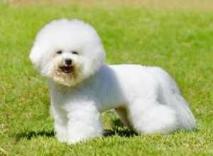 Dites bonjour au bichon frisé animé 