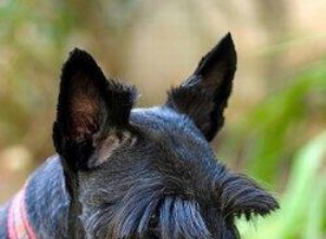 Profil de race de terrier écossais et problèmes de santé 