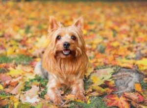 Guide de race Silky Terrier:Un chien expressif et énergique 