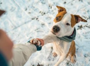 Profil du Staffordshire Bull Terrier :plus que des muscles 