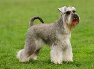 Tempérament, taille et traits de Schnauzer standard 