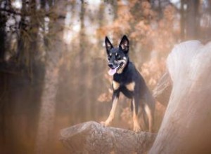 La race australienne Kelpie :tout ce qu il faut savoir 