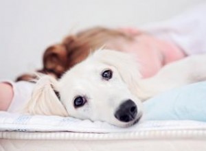 Le profil de la race Saluki et son évolution ancienne 