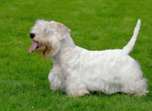 Le Sealyham Terrier :une race de chien amicale et intrépide 