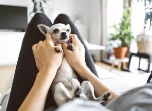 Le petit mais puissant chihuahua :caractéristiques, traits et soins 