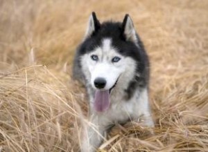 Caractéristiques du sympathique Husky sibérien (avec des images adorables) 