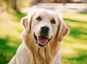 Guide ultime du Labrador Retriever (votre nouveau meilleur ami) 