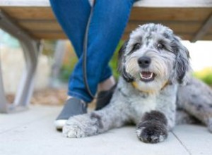 Introduction ultime à l Aussiedoodle et à ses caractéristiques 