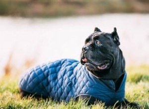 Qui est la race de chien Cane Corso ? 